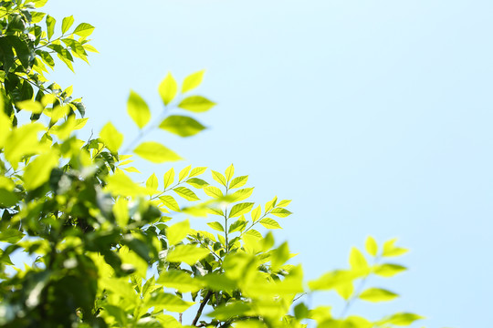 樹(shù)葉天空 樹(shù)葉素材邊框 綠葉
