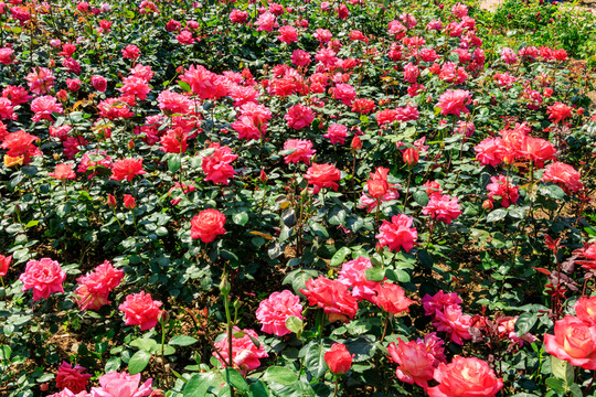 月季玫瑰 月季 春天 花卉 花
