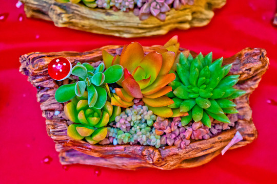 多肉植物