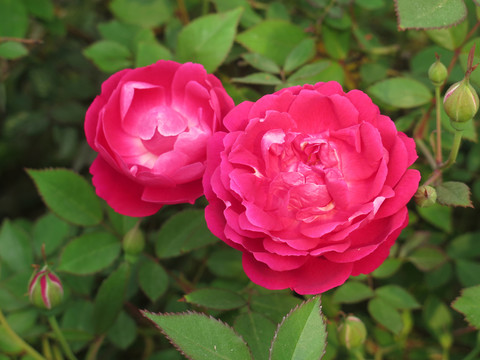 玫瑰花