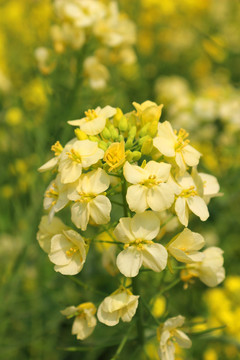 菜花