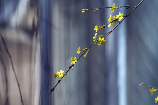 迎春花