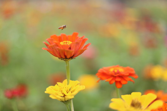 蜜蜂與花