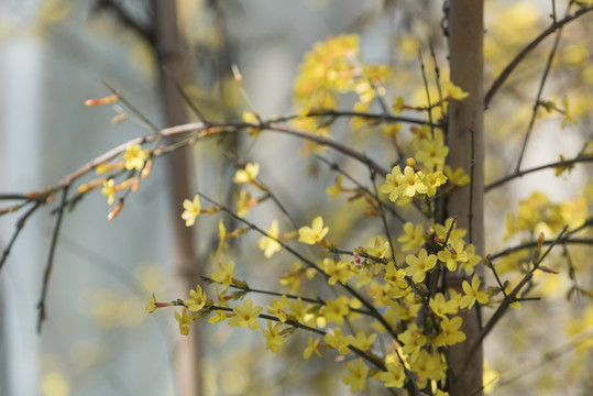 迎春花