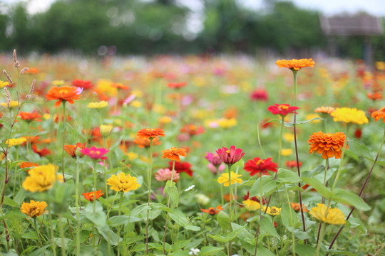 花海