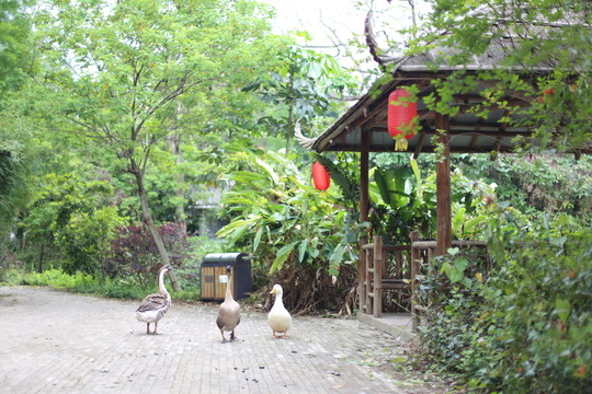 鴨和鵝