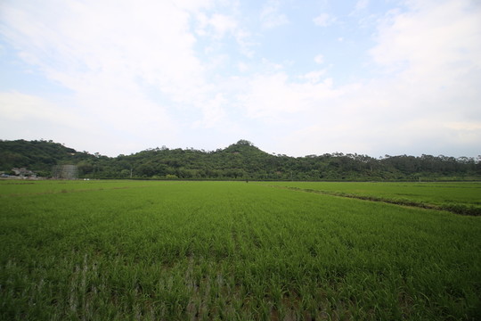 山下稻田