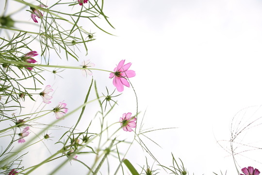 格桑花花海