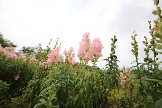 粉色花叢