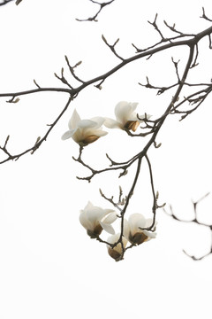 白玉蘭花枝