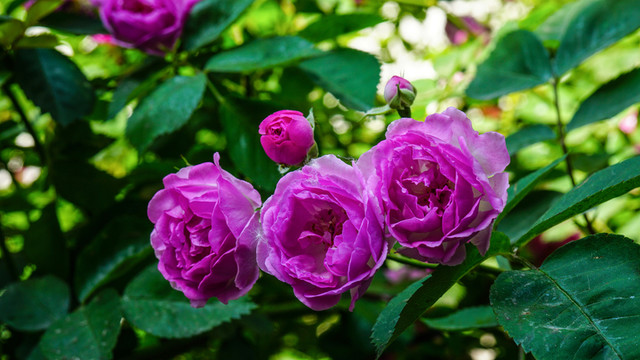 月季花