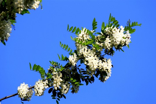 I刺槐花