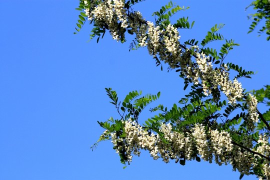 刺槐花