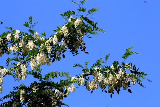 刺槐花