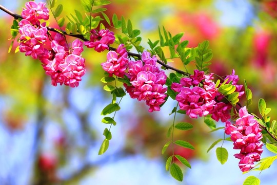 刺槐花