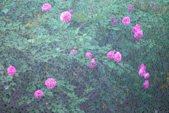 雨窗外的月季花叢