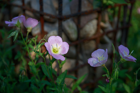 陽(yáng)臺(tái)上的月見(jiàn)草花