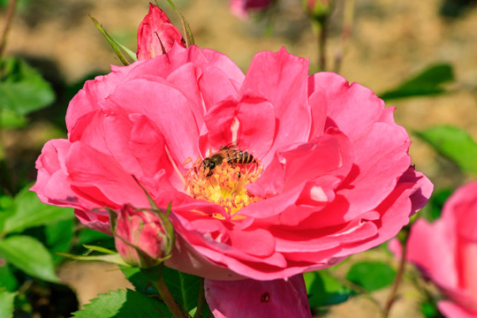 月月花 長(zhǎng)春花 四季花