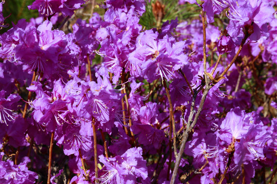 金達(dá)萊花