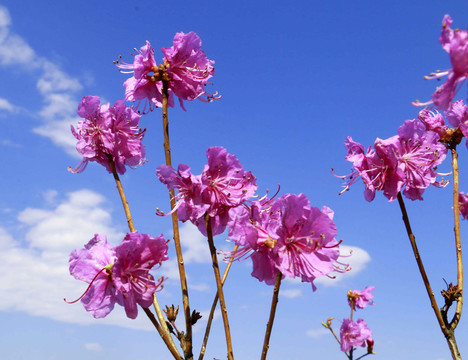 金達(dá)萊花