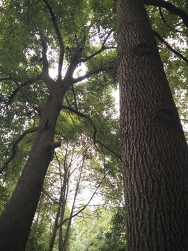 香樟樹
