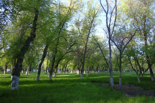 綠樹林