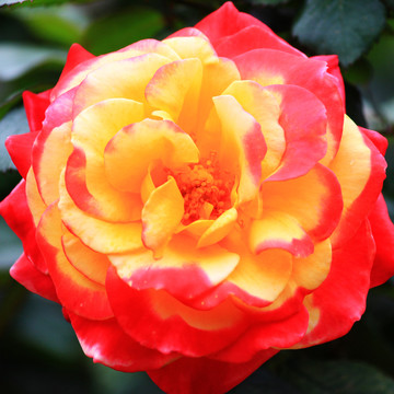 月季花