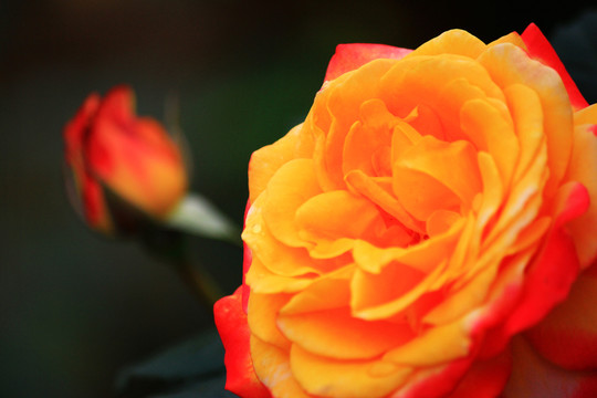 月季花
