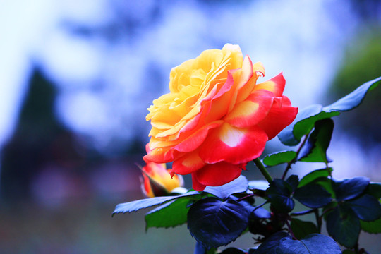 月季花