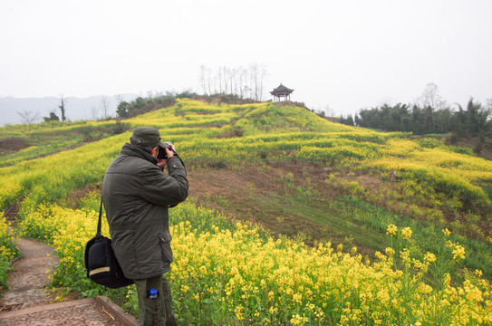 雅安蘆山油菜花