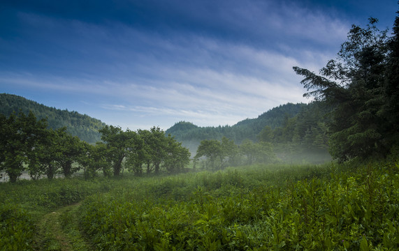大山頂清晨森林
