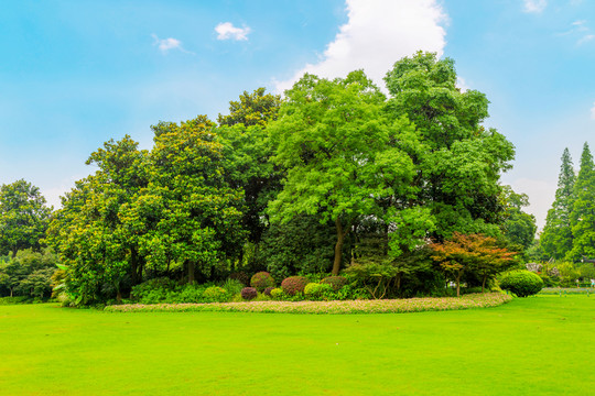 陽光草地綠樹林