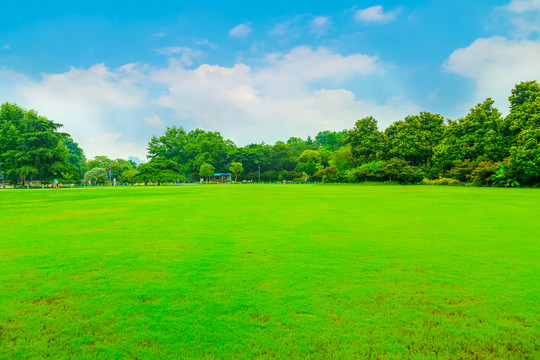 陽光草地綠樹林