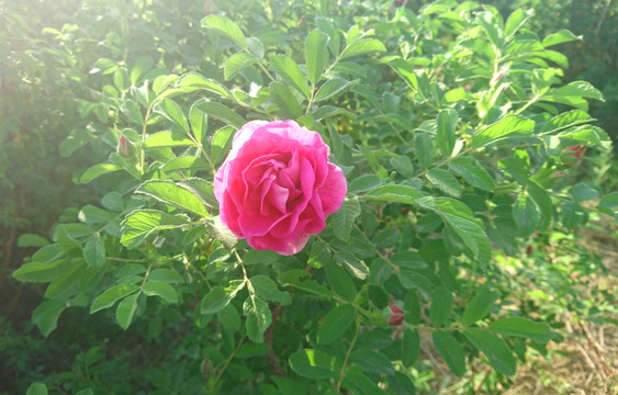 鮮艷的粉色玫瑰花