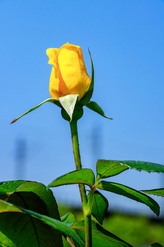 黃色月季花