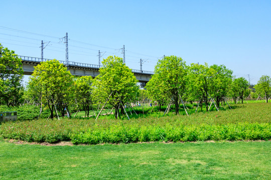 公園綠化