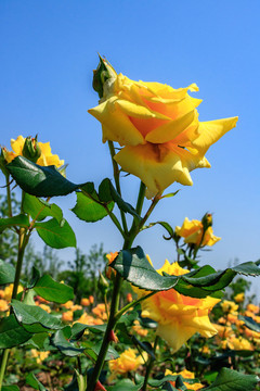 黃色月季 長春花 月月紅 月季