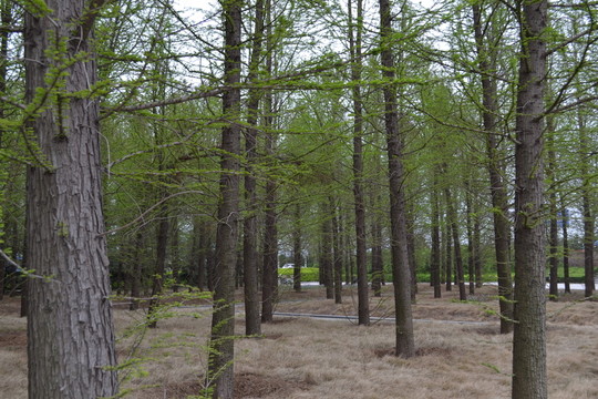 樹林