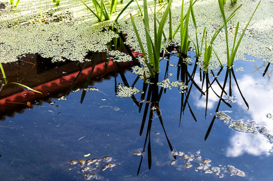 水草