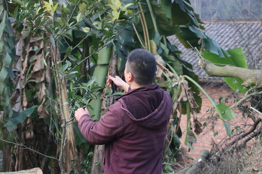 柑橘種植