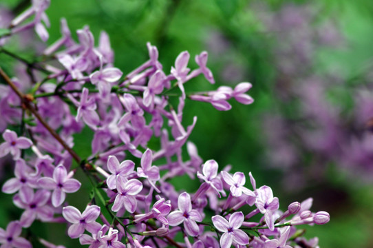 丁香花