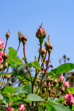 粉紅月季 四季花 月月花
