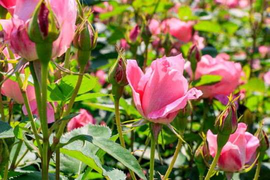 粉紅月季 長春花 四季花