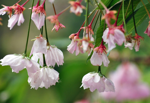 櫻花