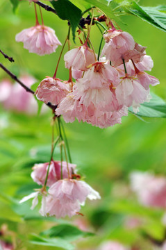 櫻花