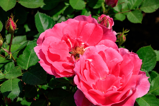 粉紅月季 長春花 四季花
