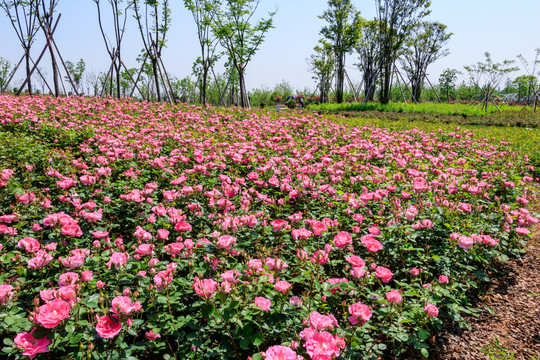 寧波植物園 植物園 休閑 月季