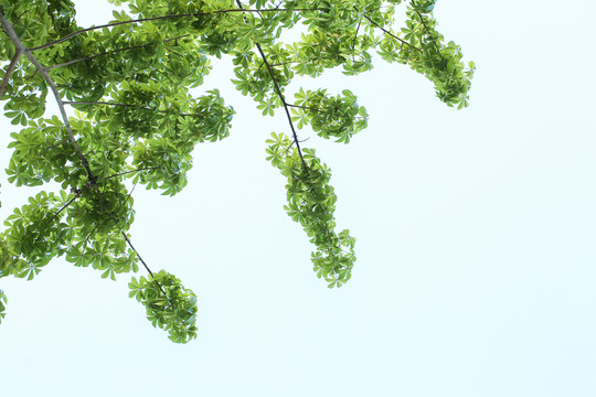 樹葉天空 樹葉素材邊框 綠葉