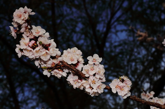 杏花