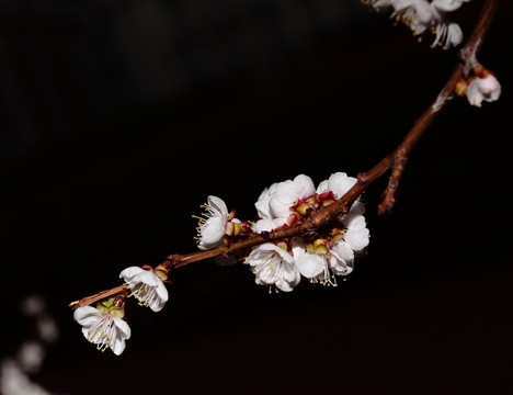 杏花